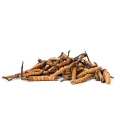 Cordyceps