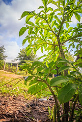 albero di konajc in un campo o giardino con piante coltivate