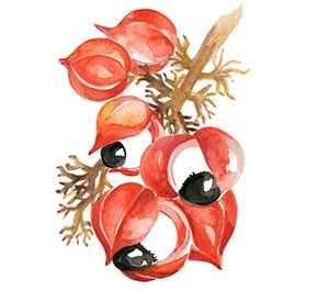 immagine grafica fiore di guarana su ramo di albero