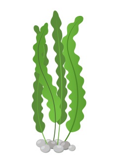 disegno dei benefici alga spirulina polvere cosa serve